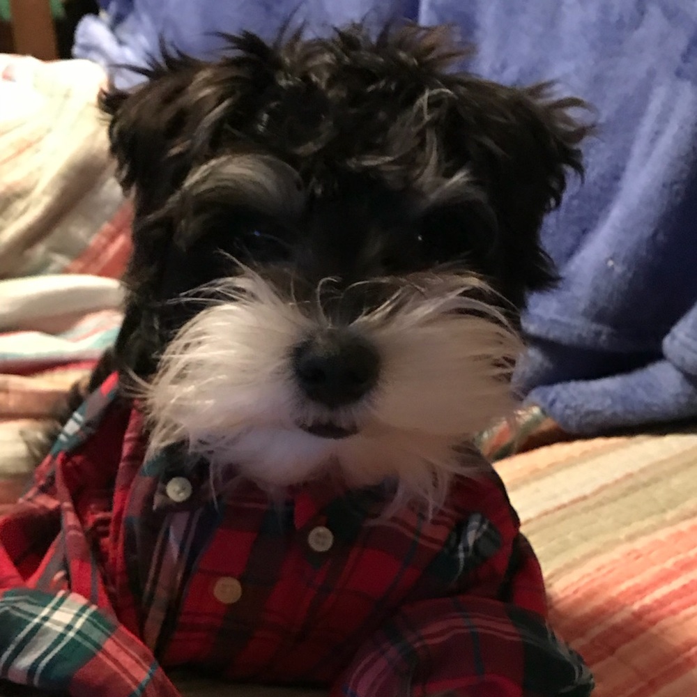 POSH PUPPY